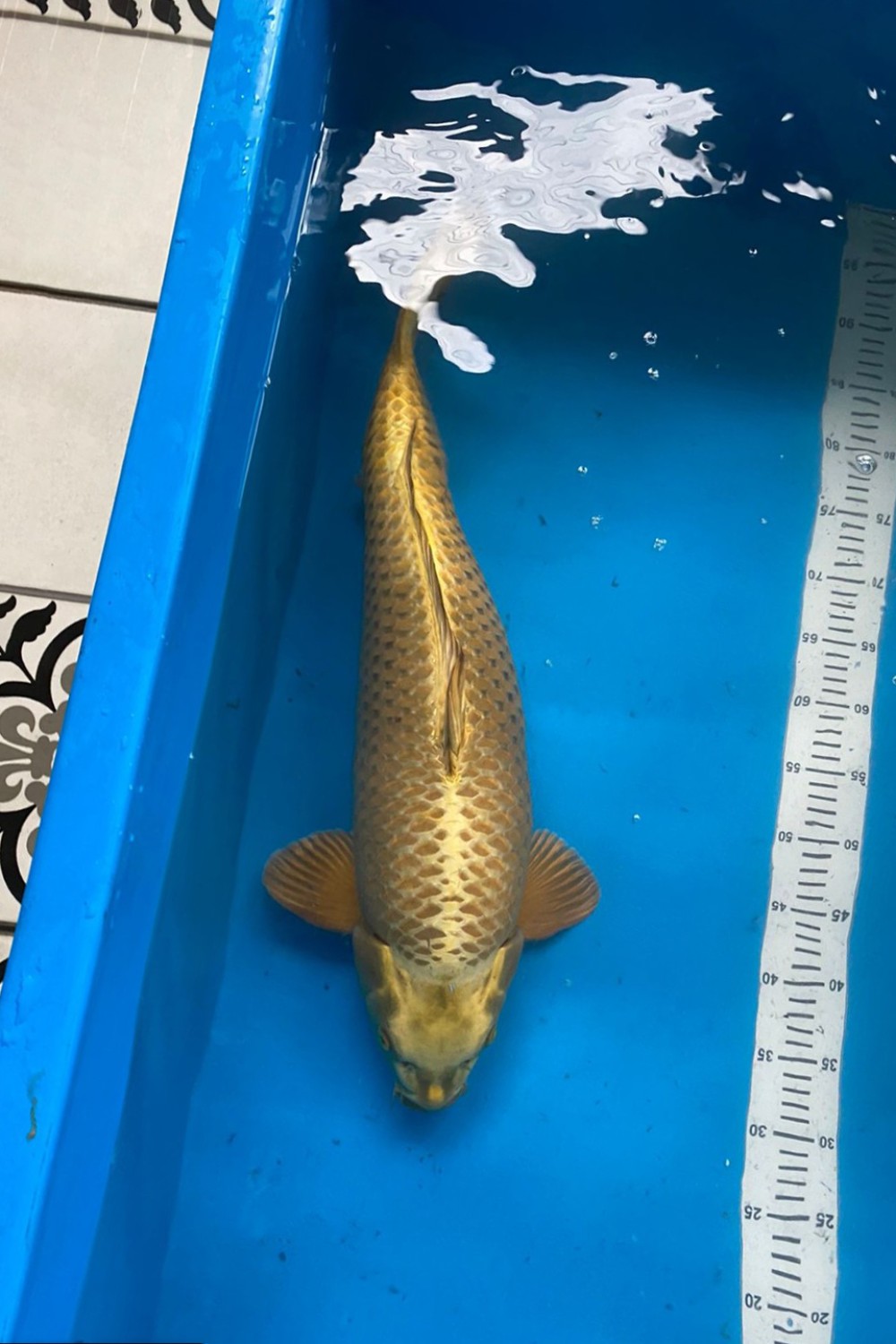 Juara 1