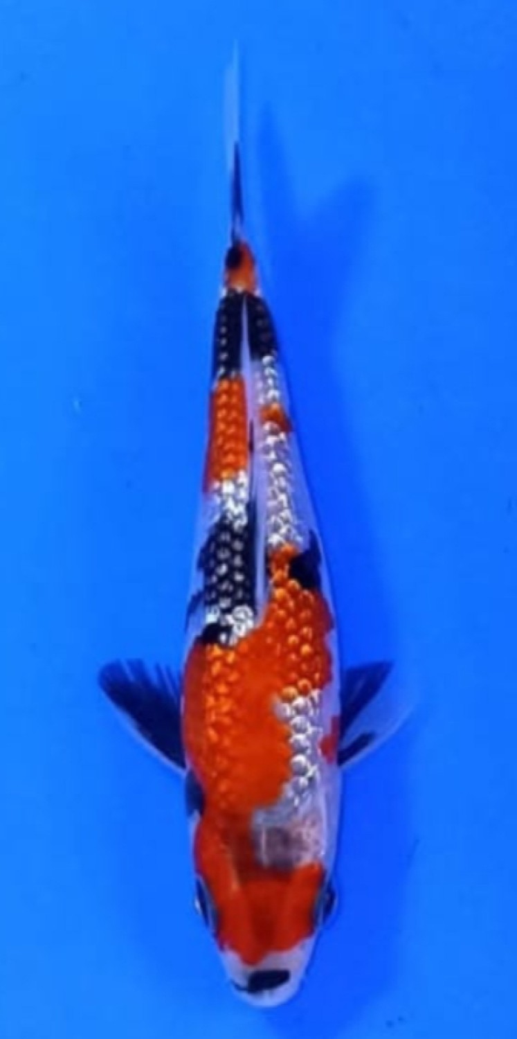 Juara 5