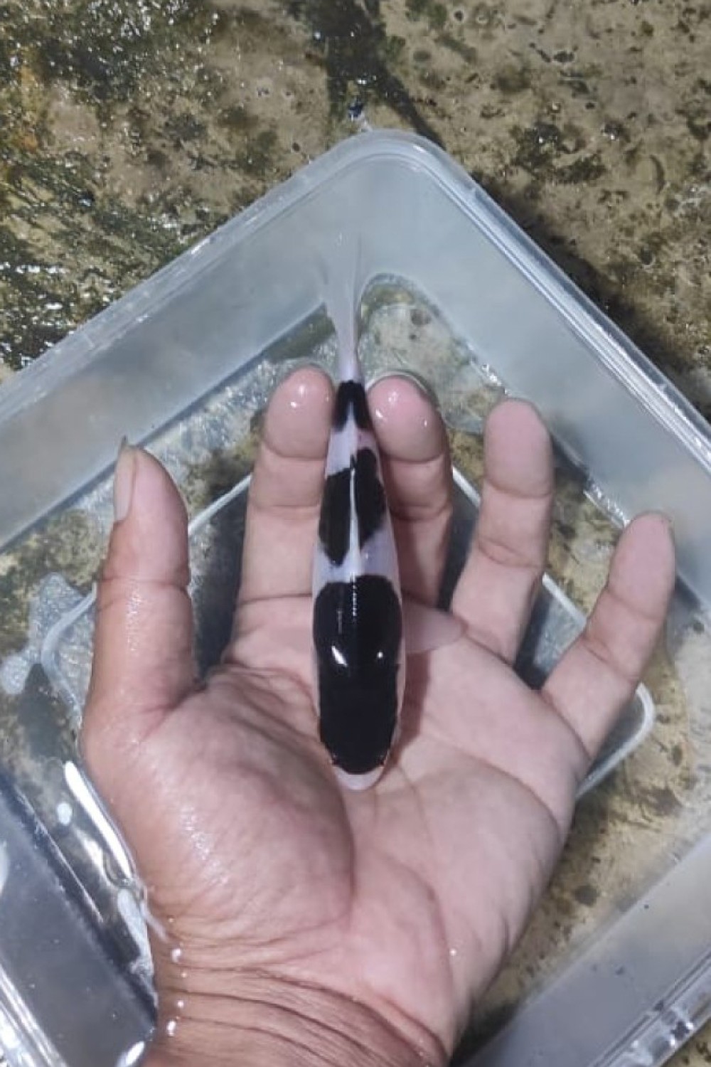 B. Melati Prize Up To 12 cm