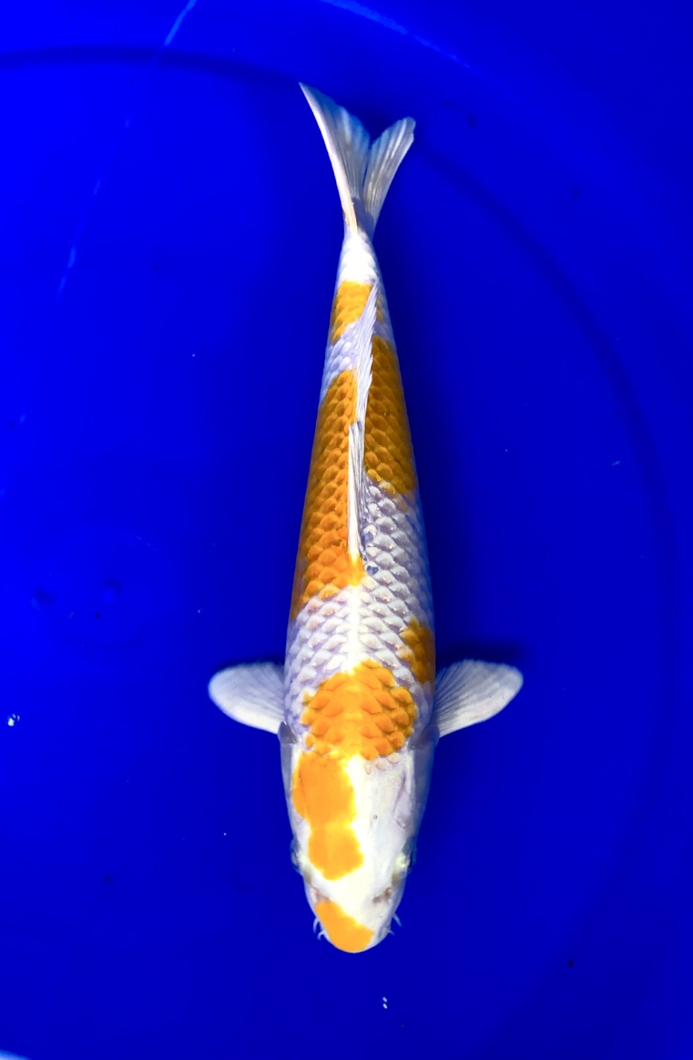 Juara 1