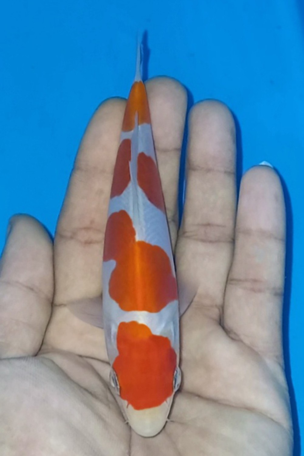 Juara 3