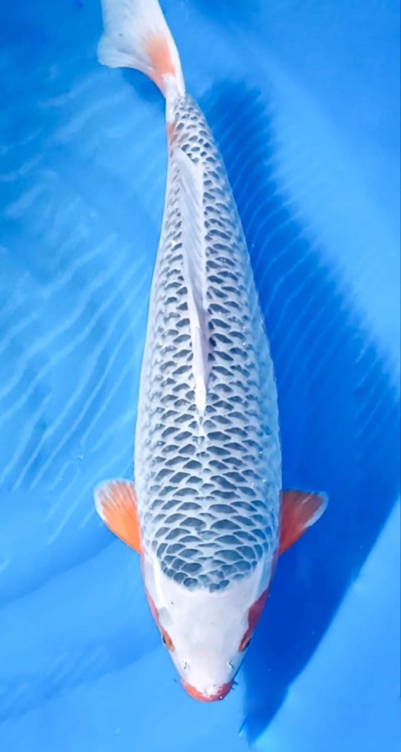 Juara 1