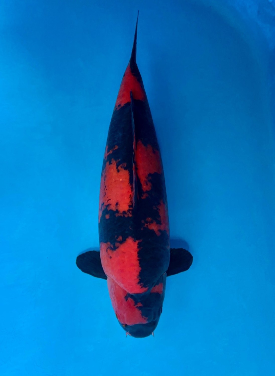 D. Cempaka Prize 66 - 70 cm