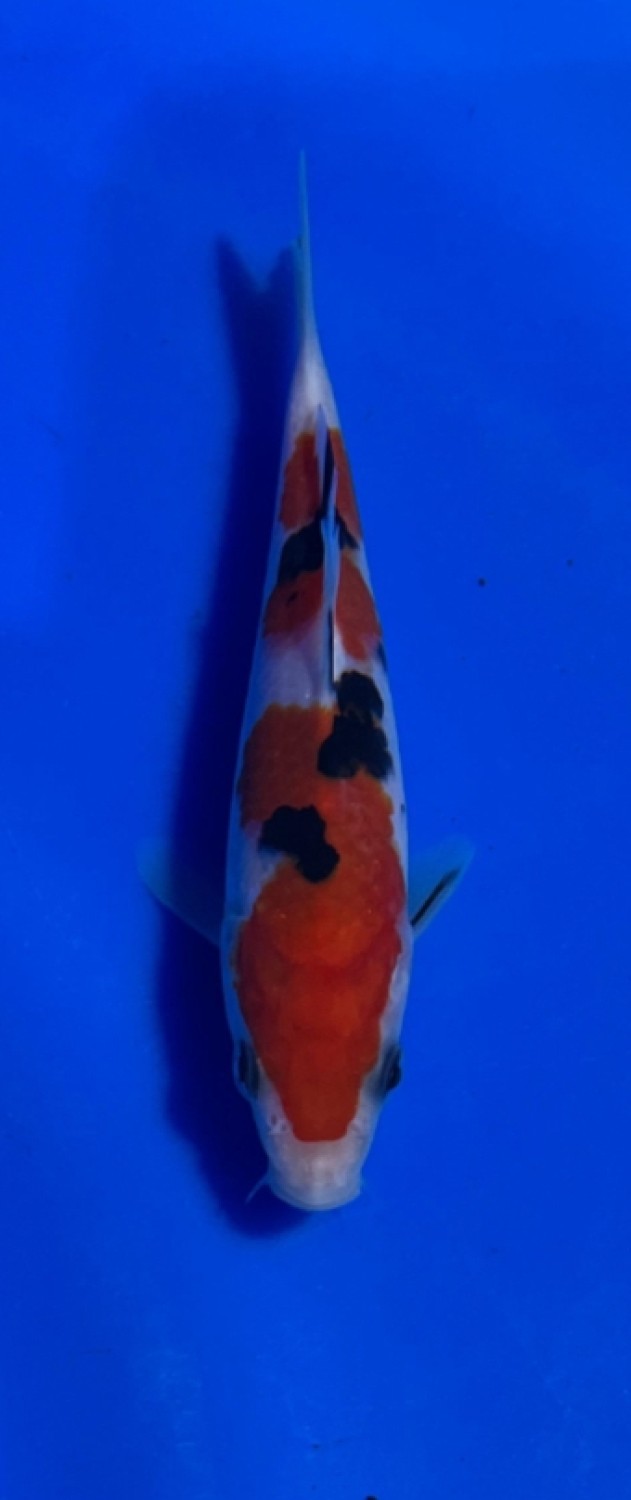 Juara 3
