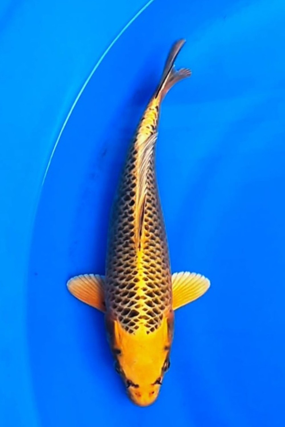 Juara 2