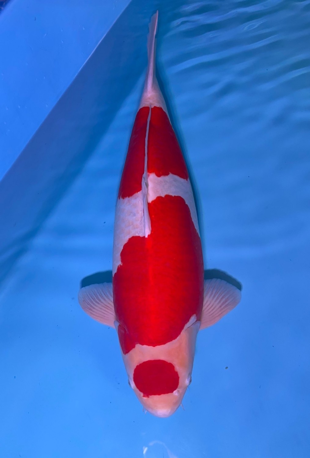 A. Mature Champion