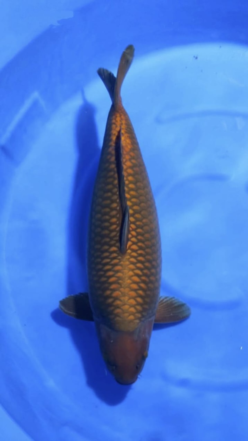 E. Kamboja Mature Champion