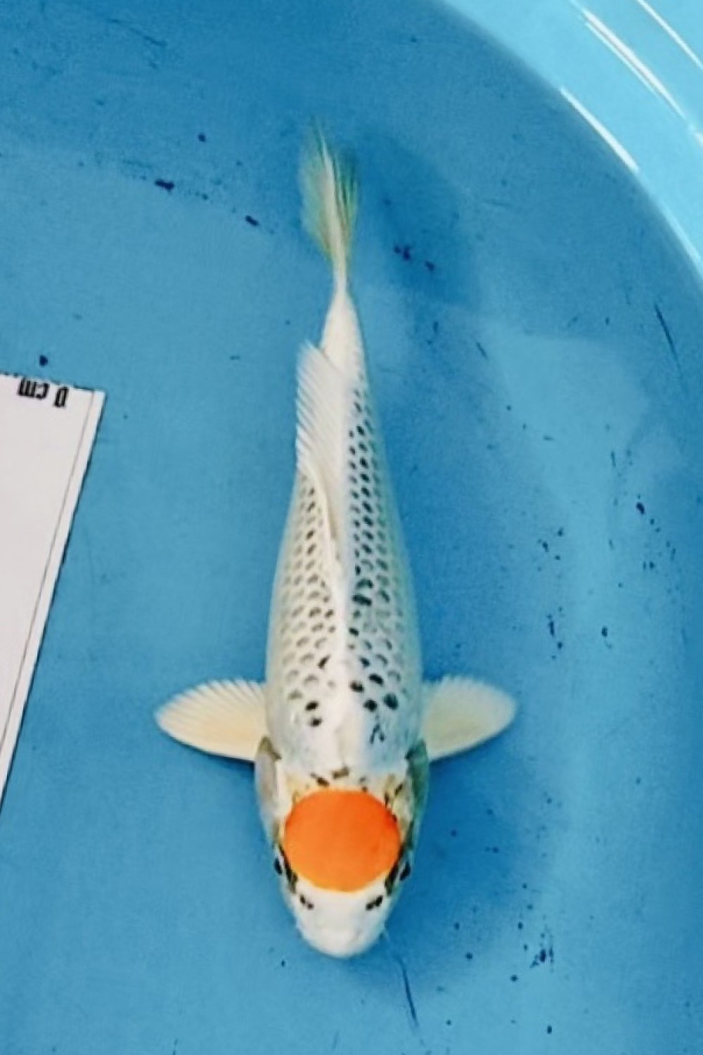 Juara 2