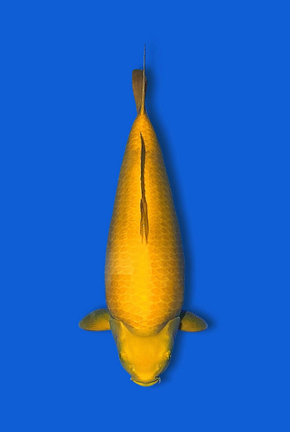 E. Kamboja Prize 51 - 55 cm