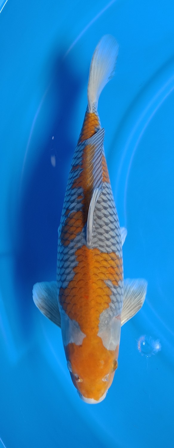 Juara 2