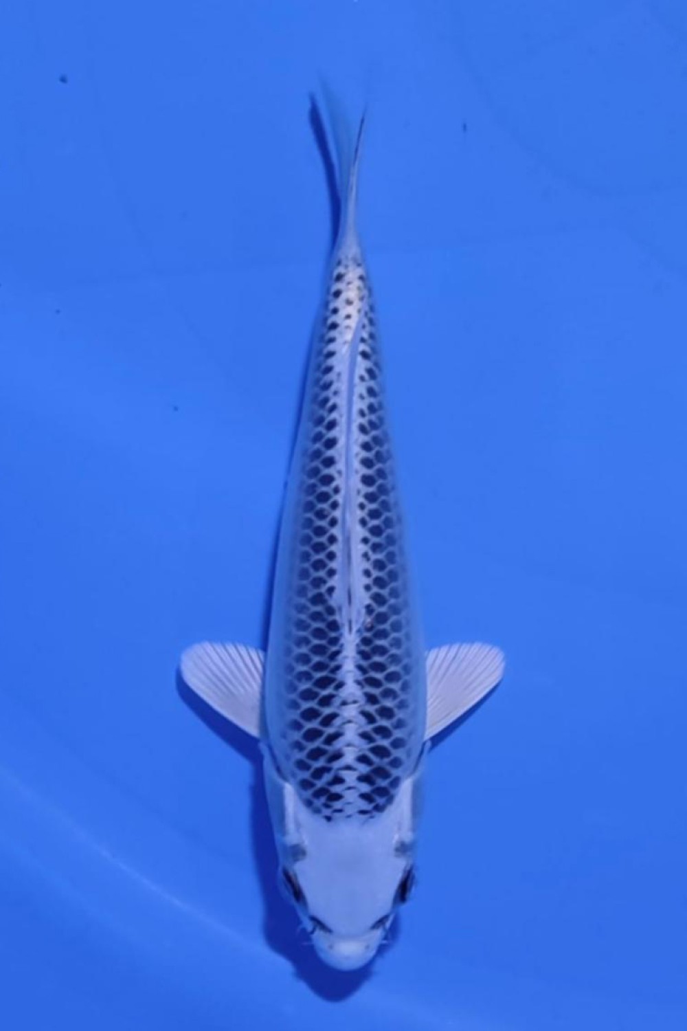 Juara 4