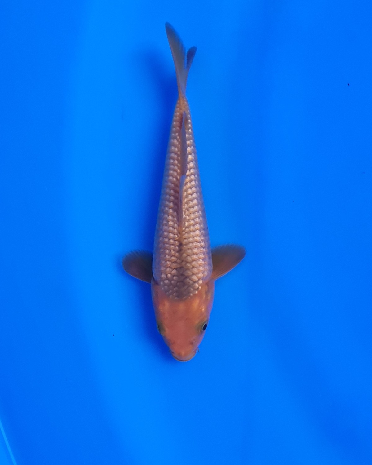 Juara 2