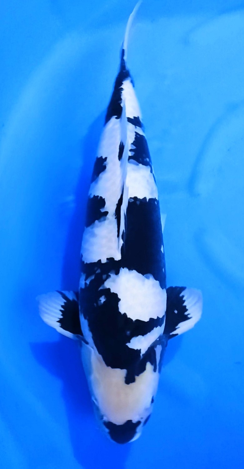 Juara 5