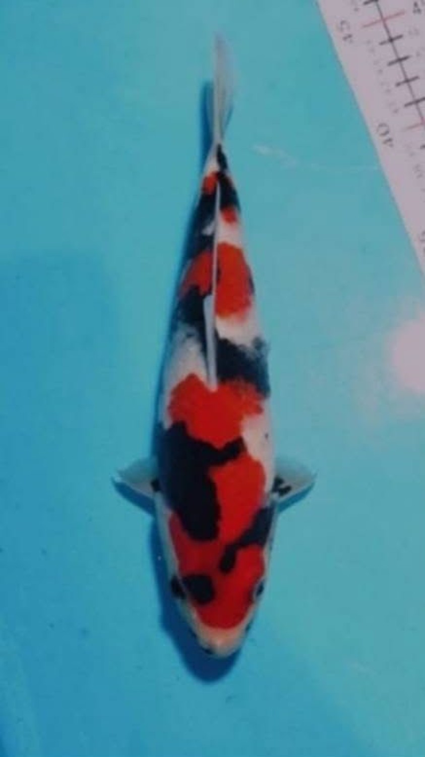 Juara 4