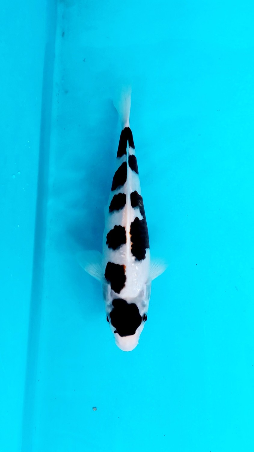 Juara 2