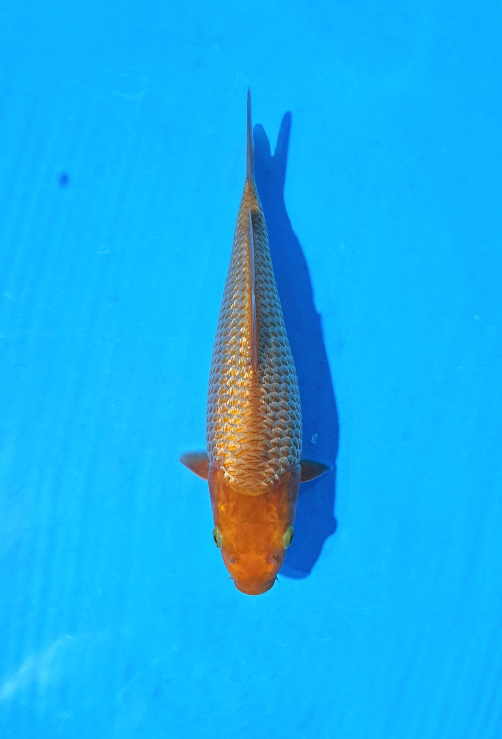 Juara 5
