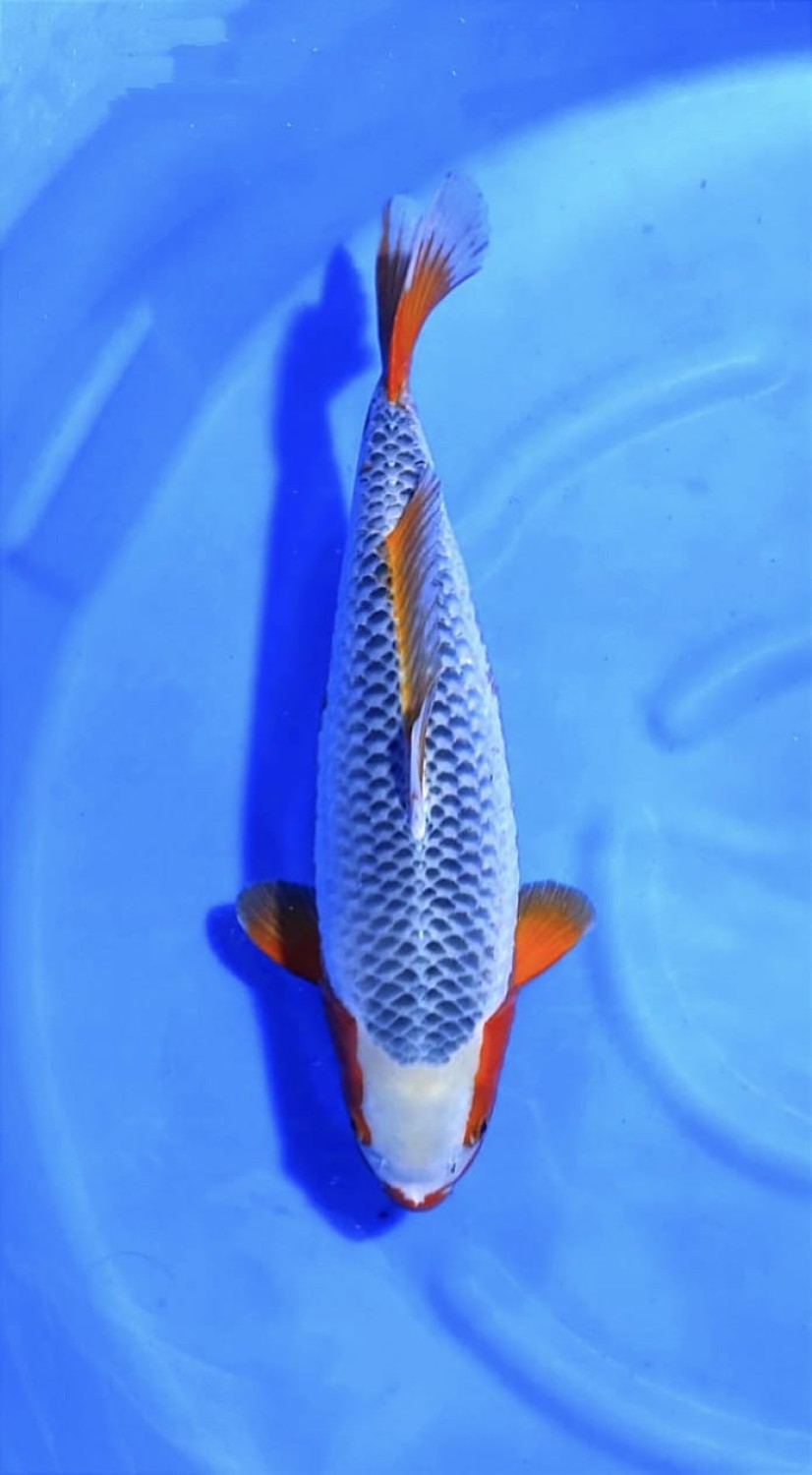 Juara 2