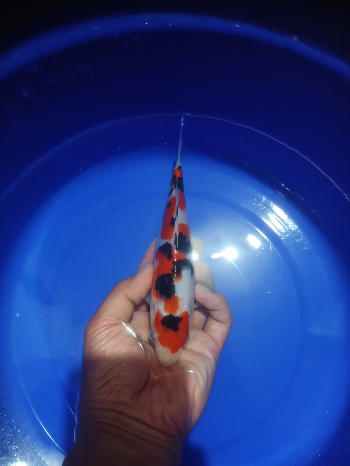 Juara 1