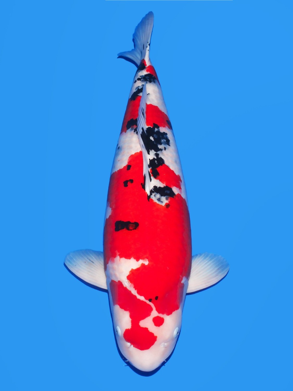 A. Best In Size Over 80 cm