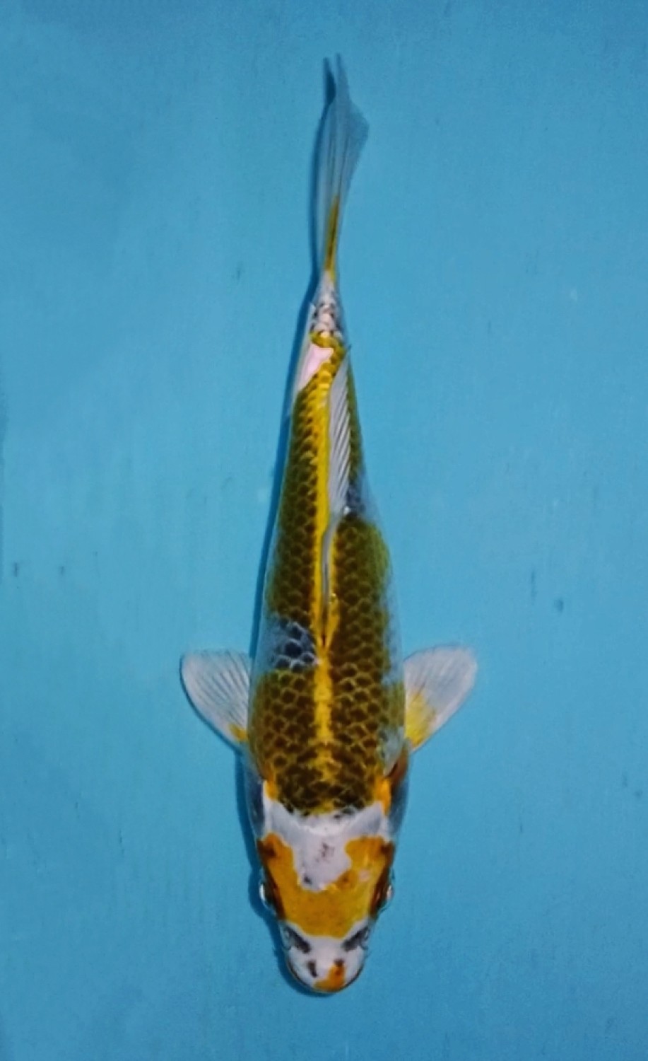Juara 3