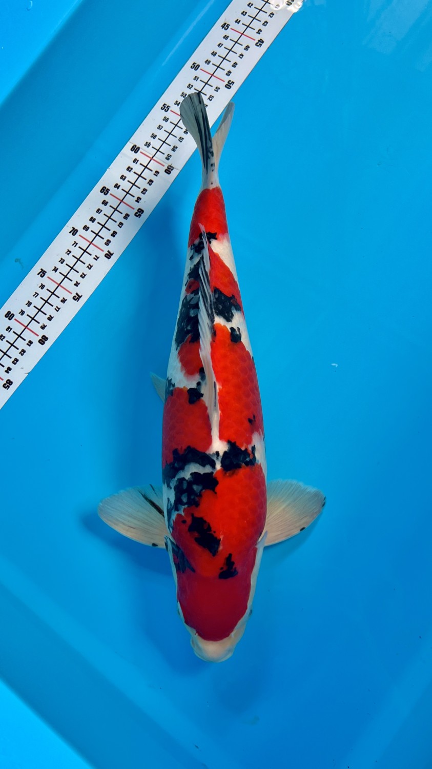Juara 1