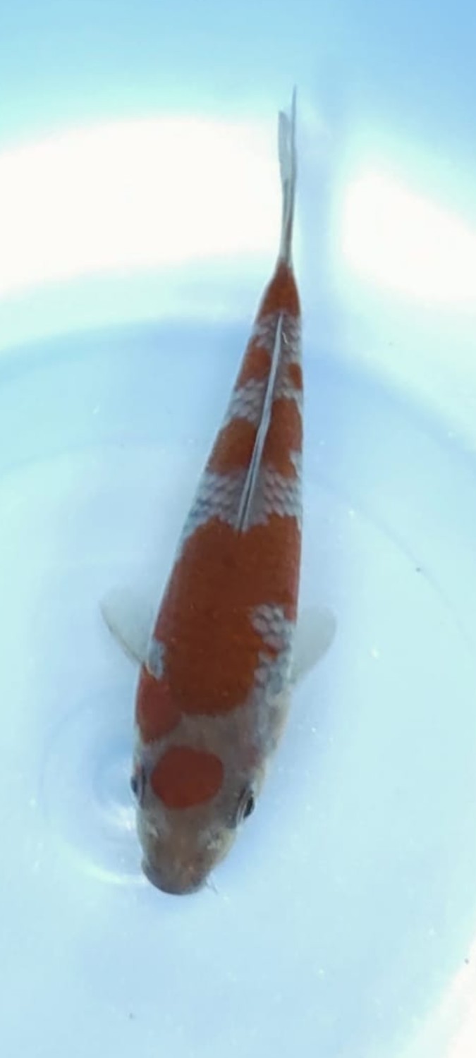 Juara 1