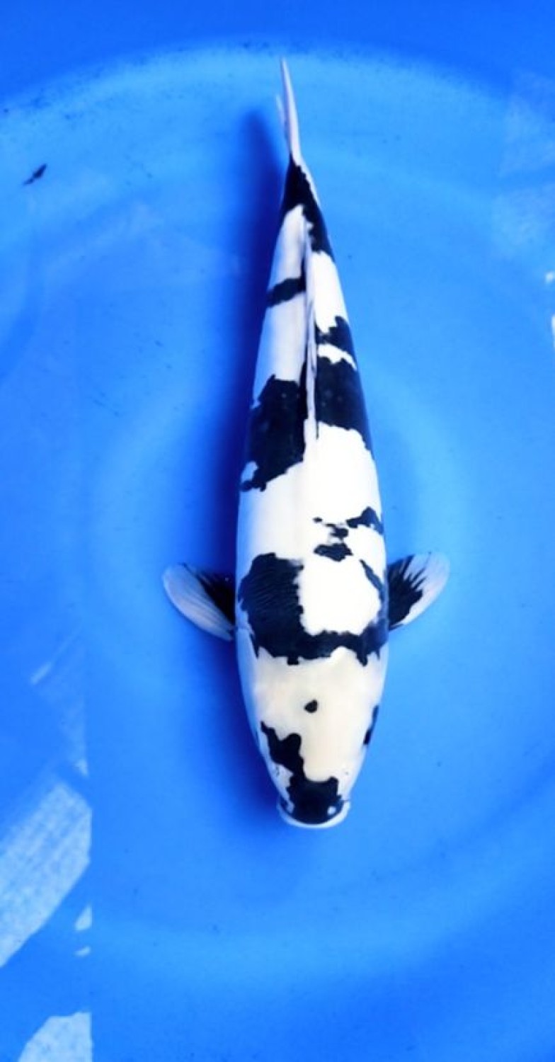 D. Cempaka Prize 41 - 45 cm