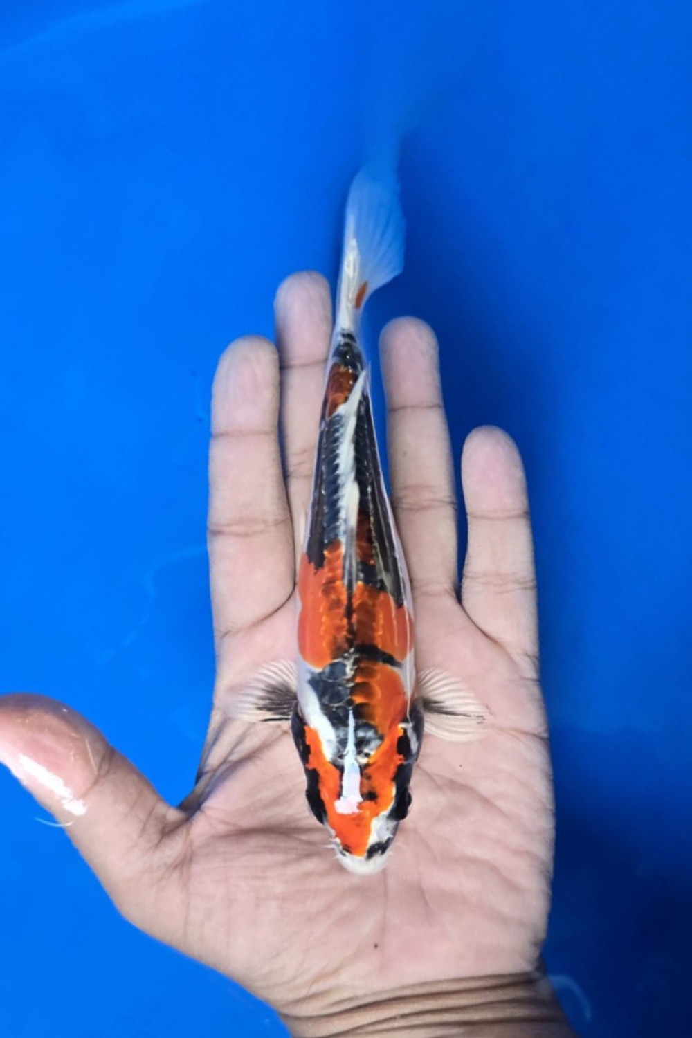 Juara 2
