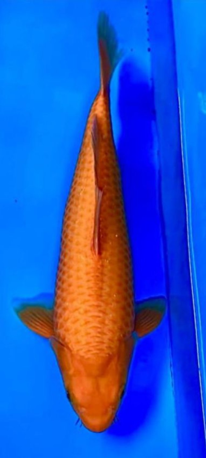 Juara 1