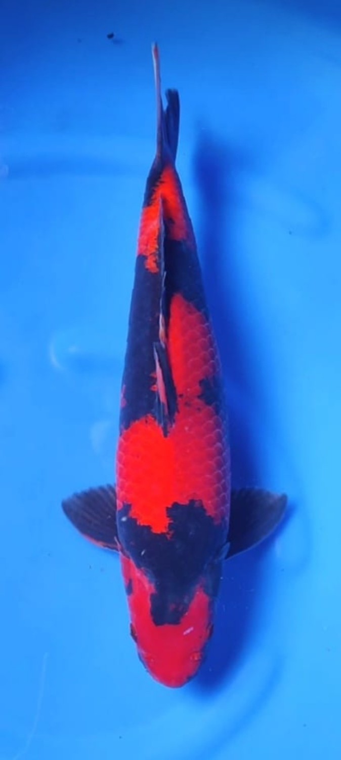 Juara 3