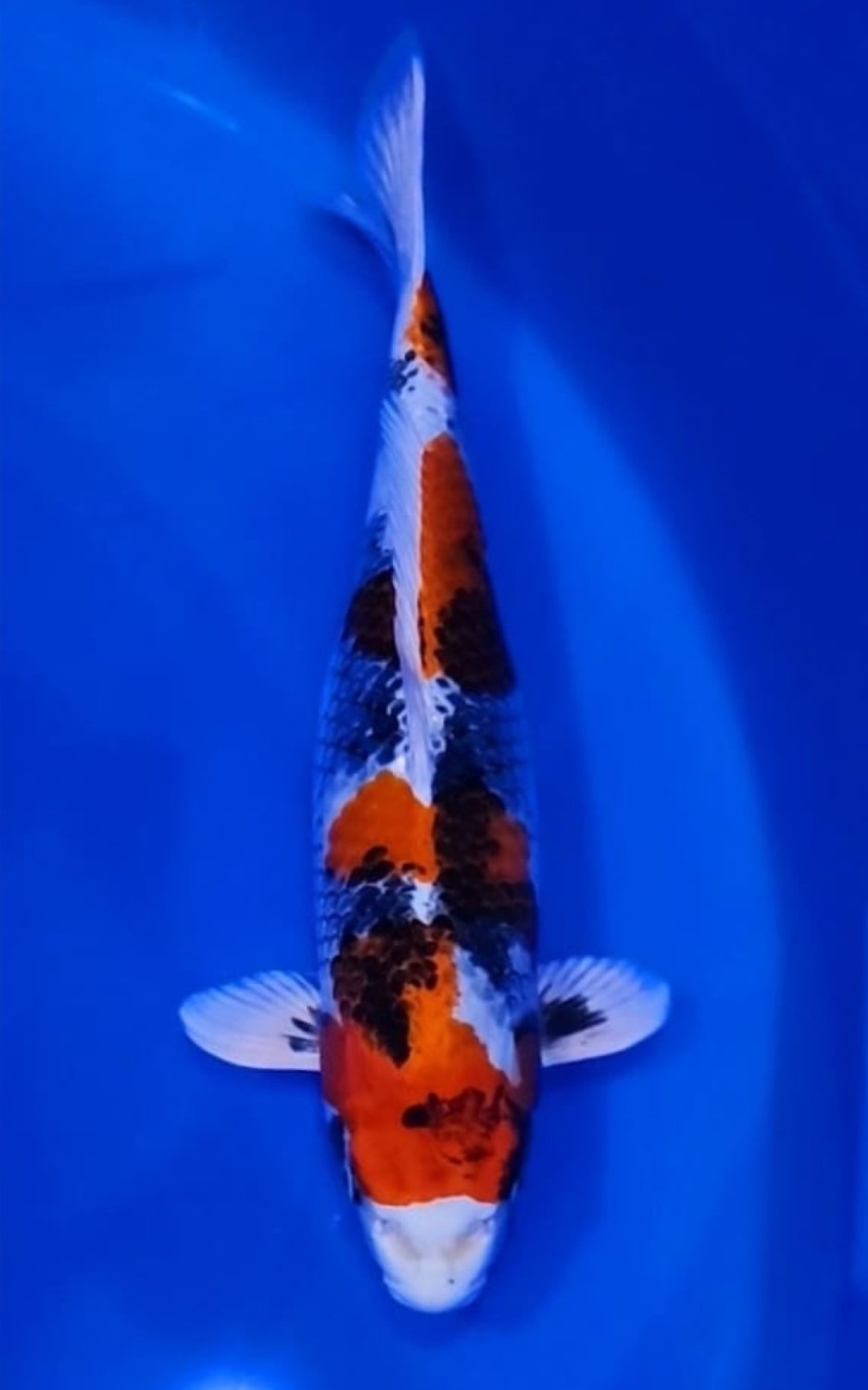 Juara 1