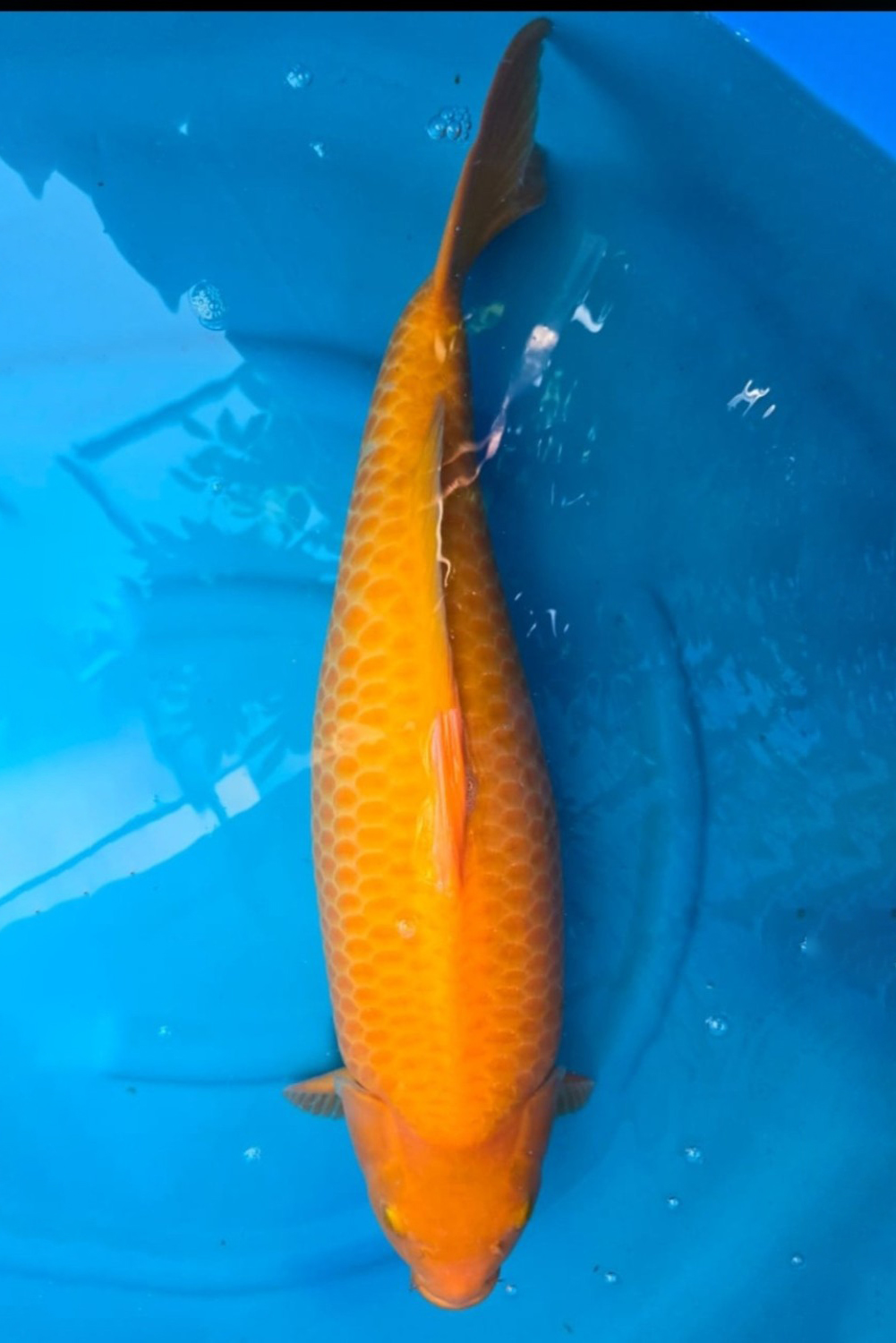 Juara 2