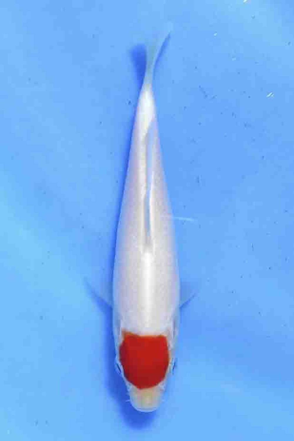 Juara 1