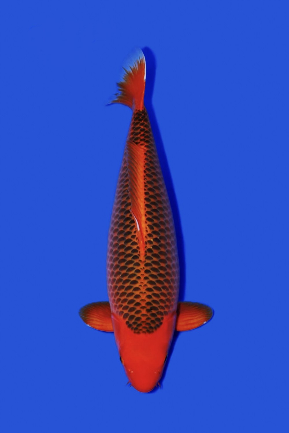 Juara 1