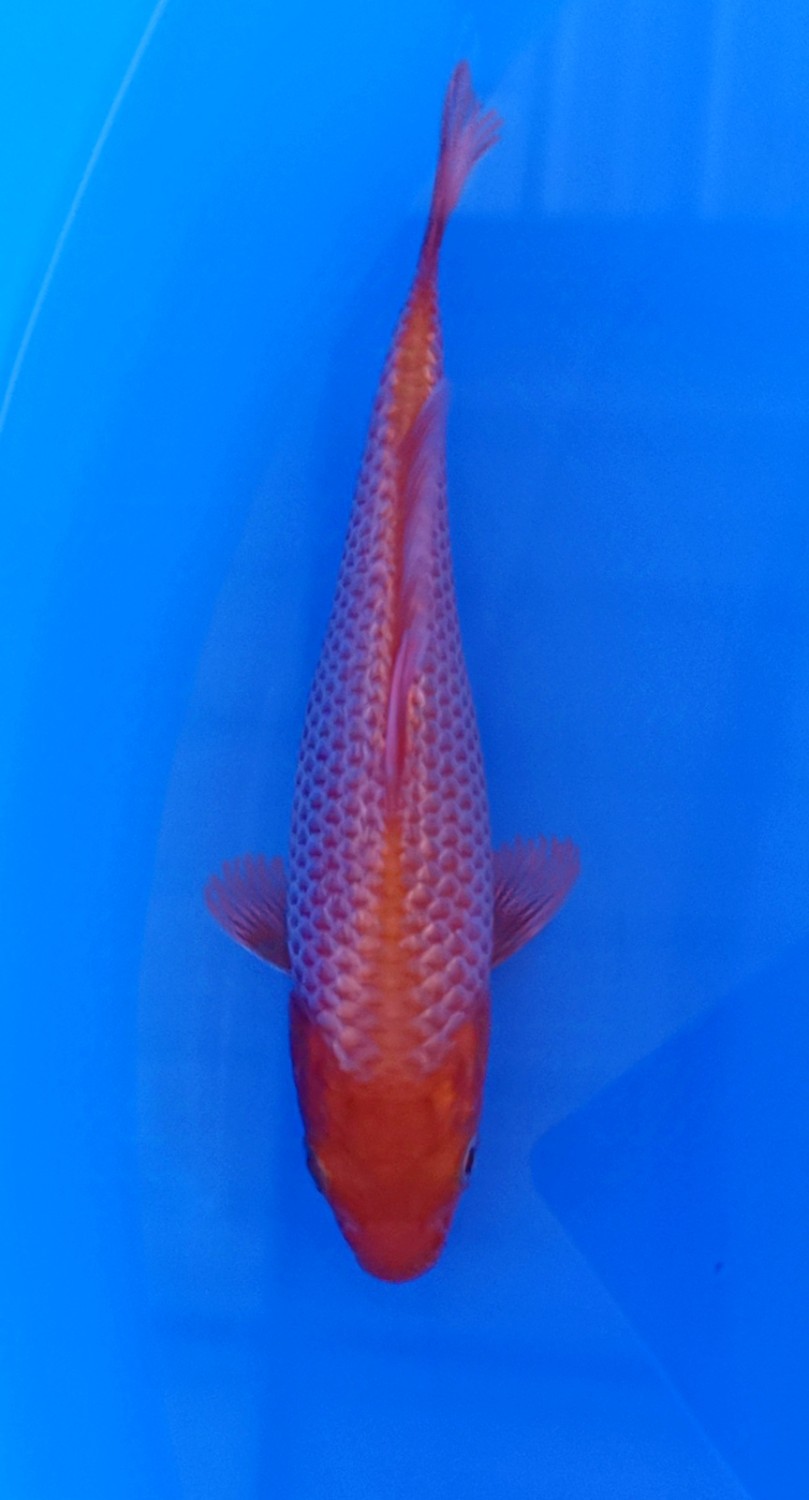 Juara 4