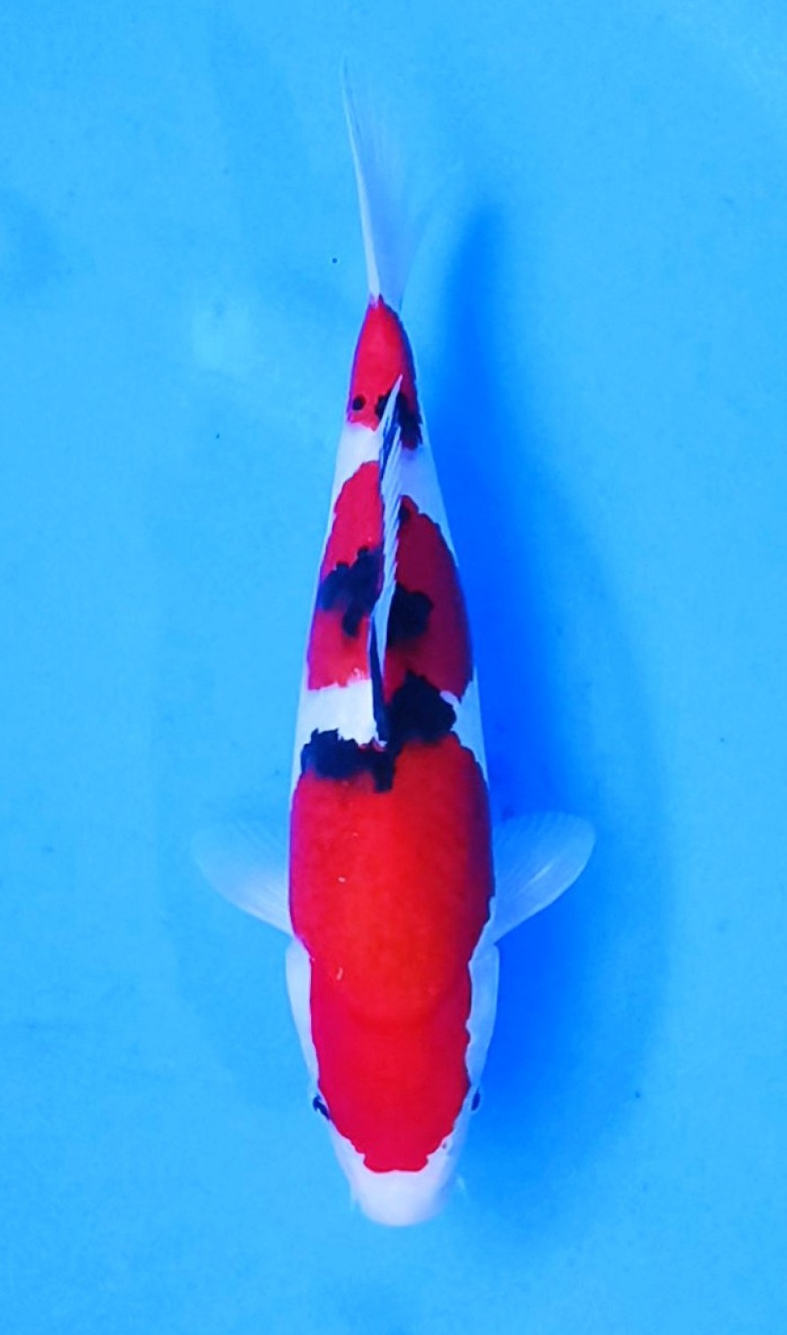 Juara 4
