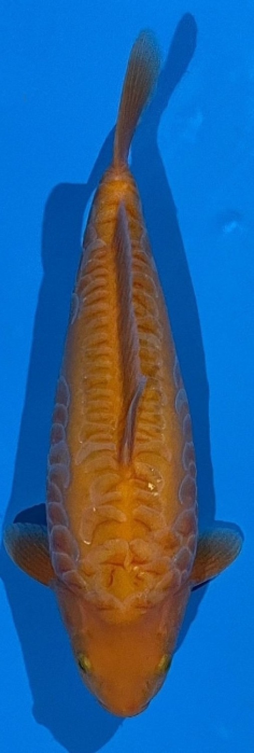 Juara 1