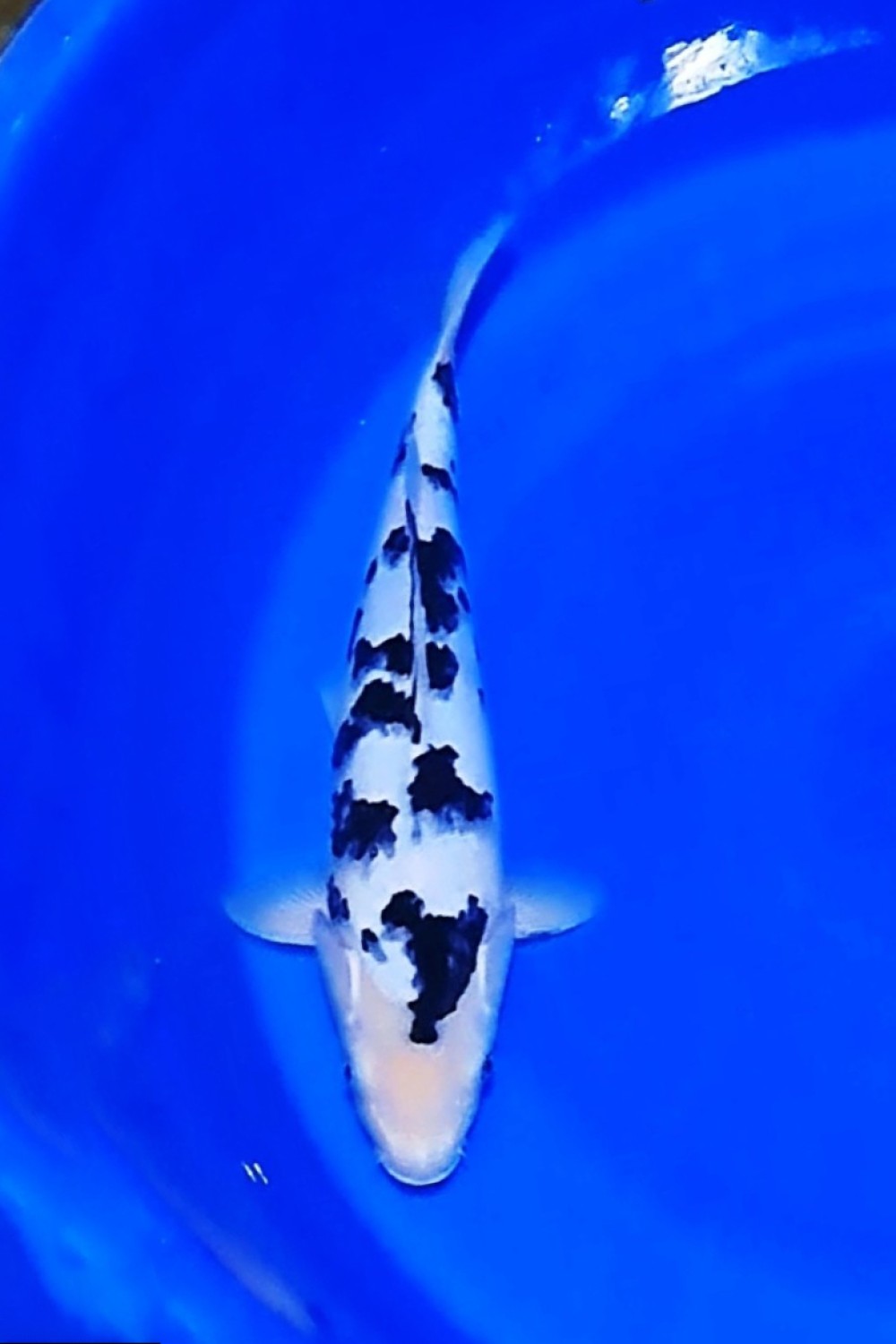 D. Cempaka Prize 36 - 40 cm