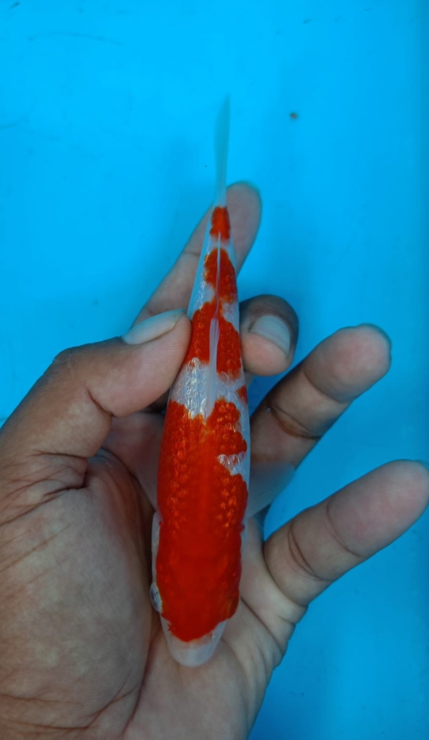 Juara 4