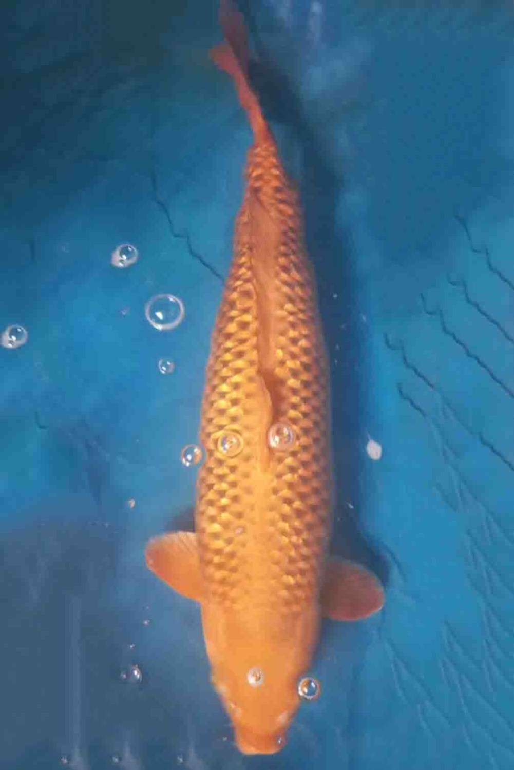 Juara 1