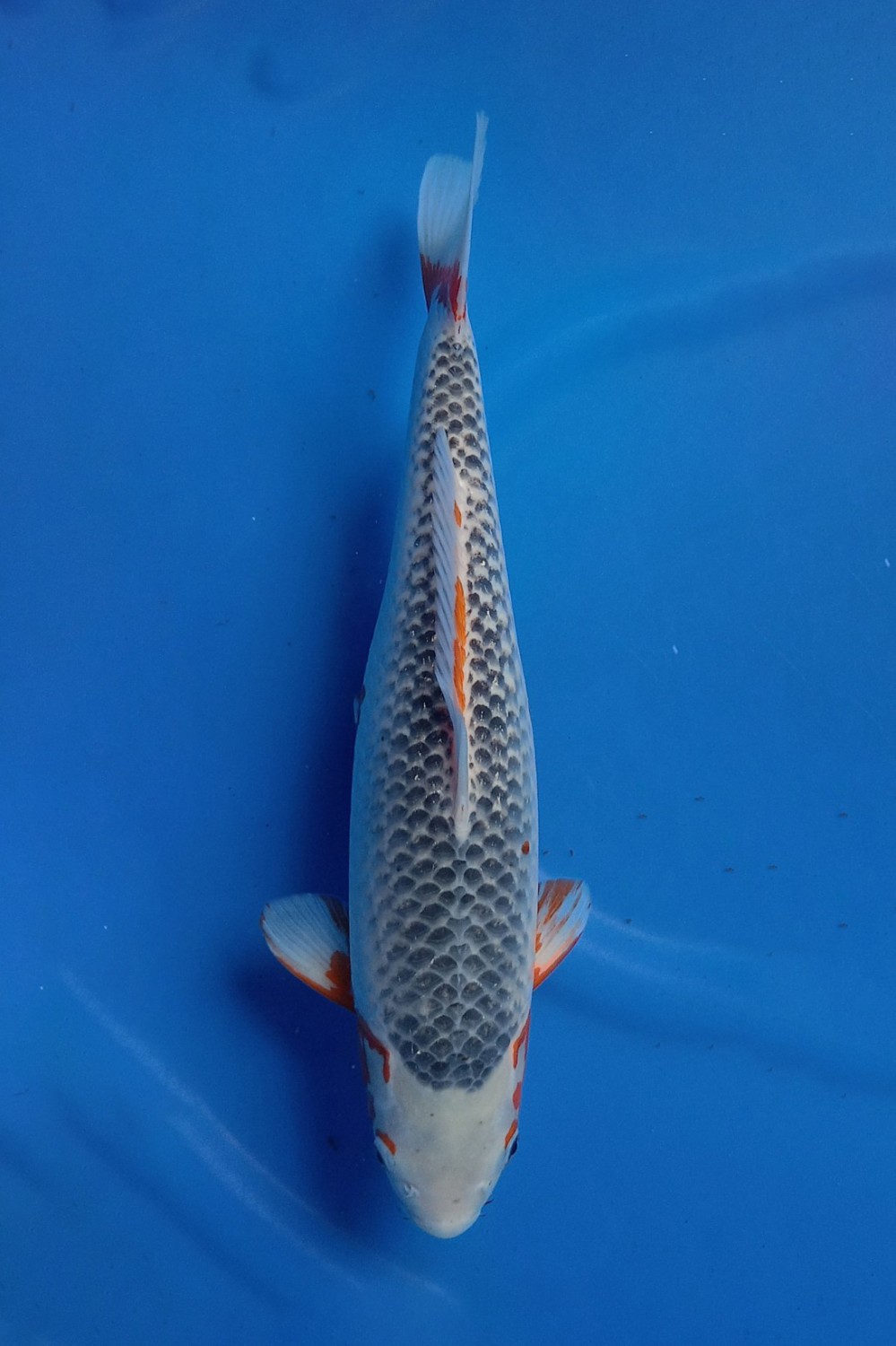 Juara 2