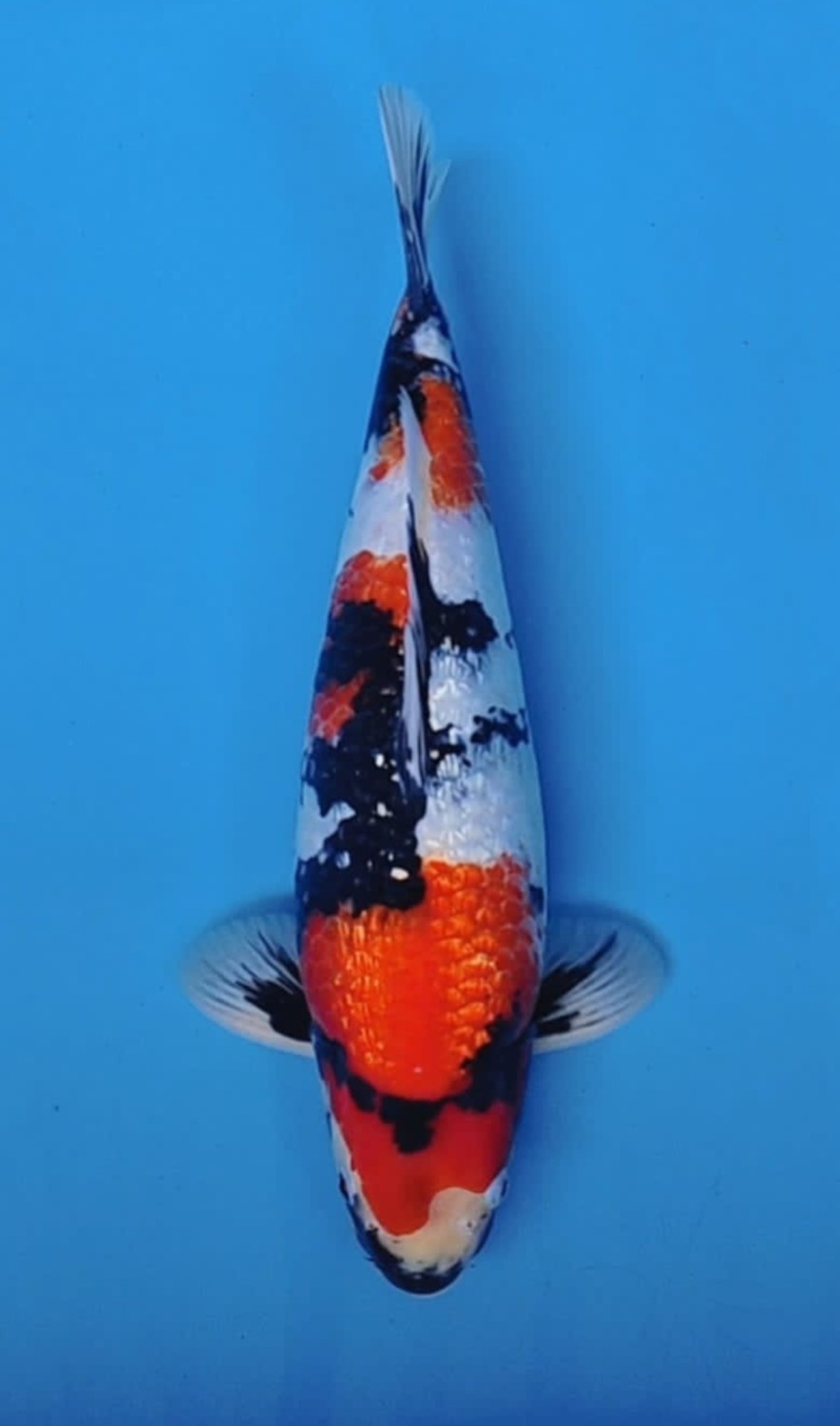 Juara 4