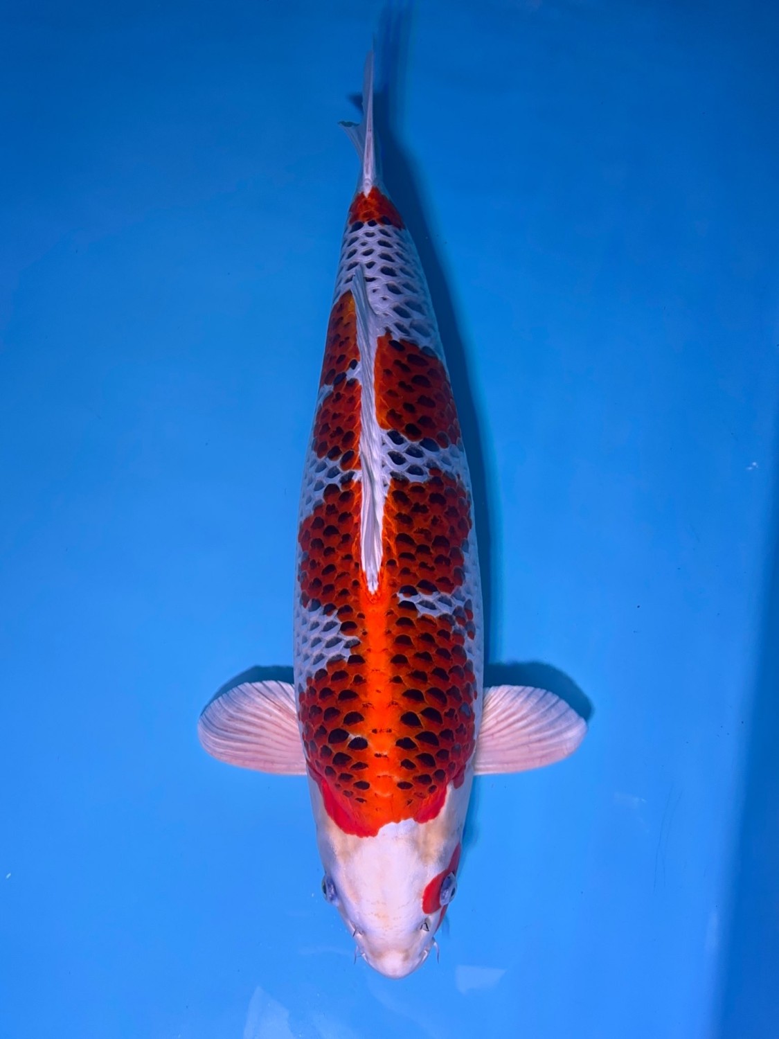 Juara 1