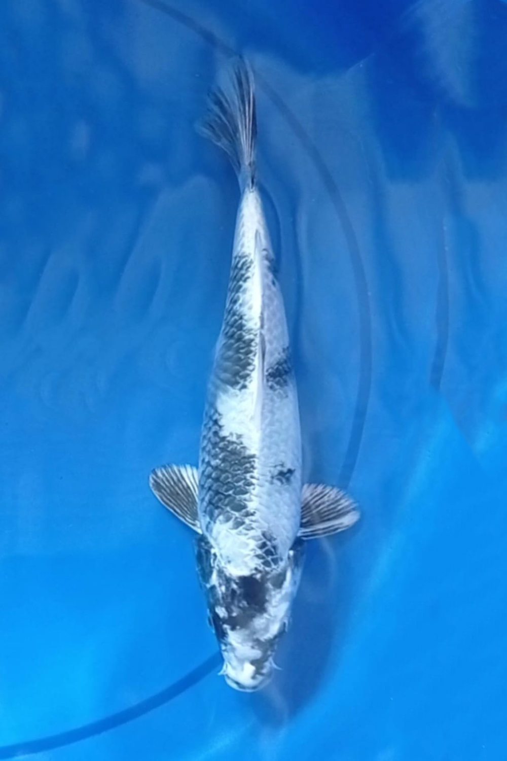 Juara 2