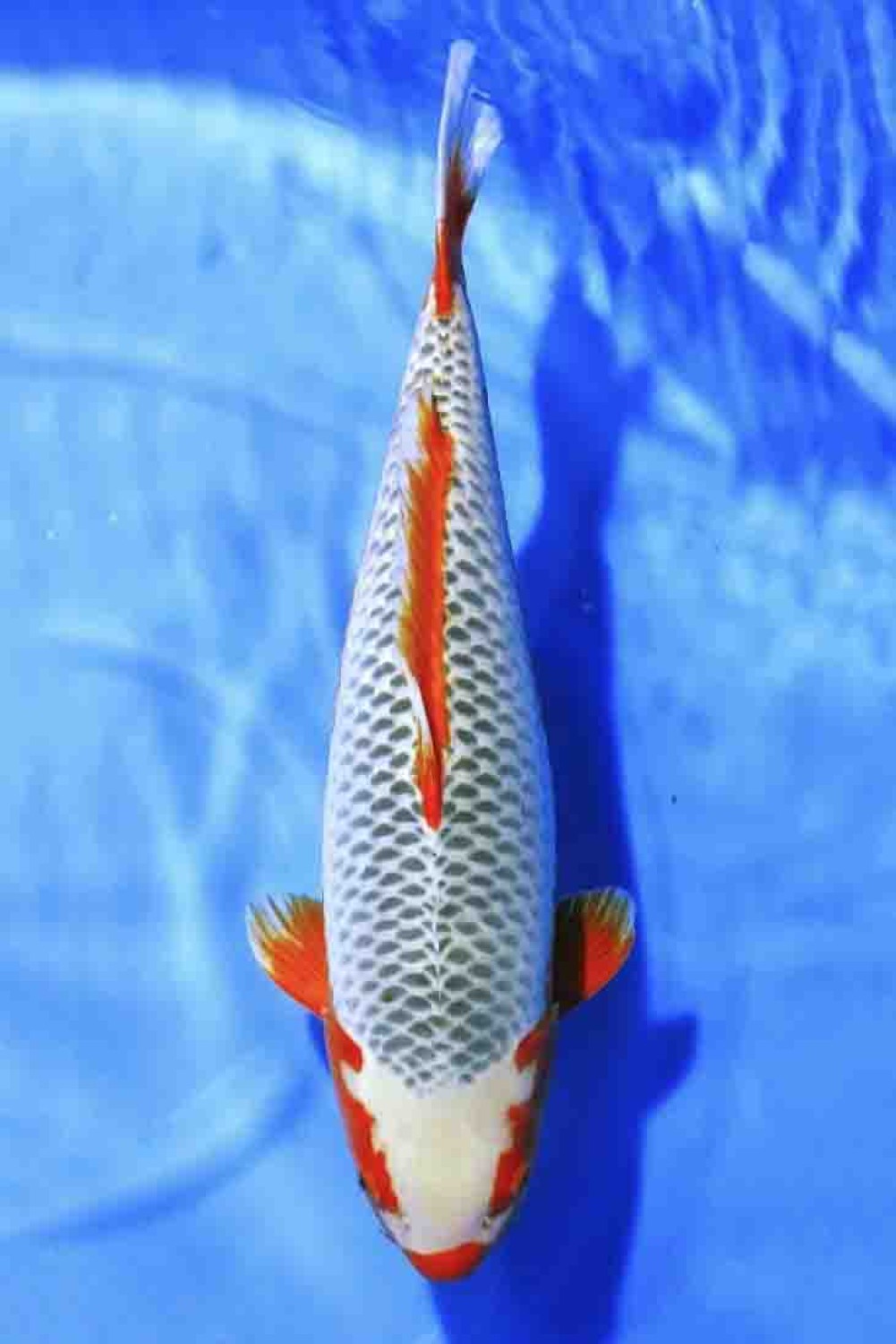 Juara 1