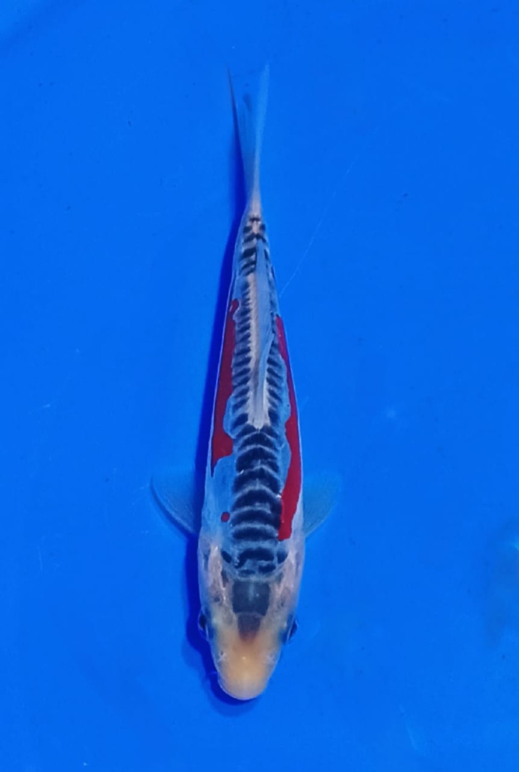 Juara 1