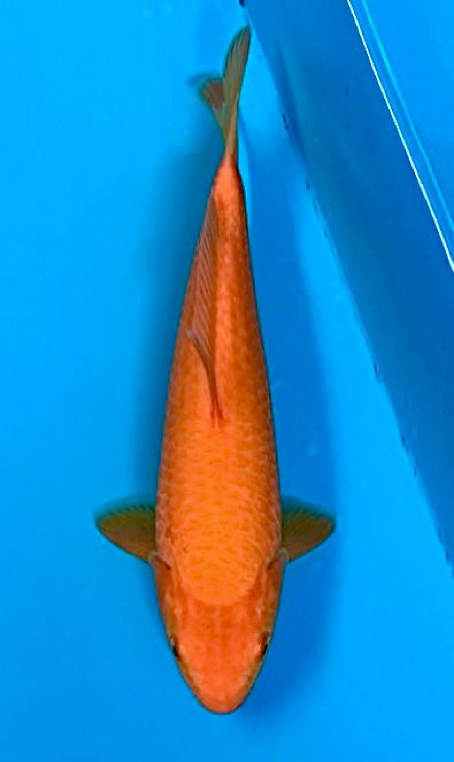 Juara 5