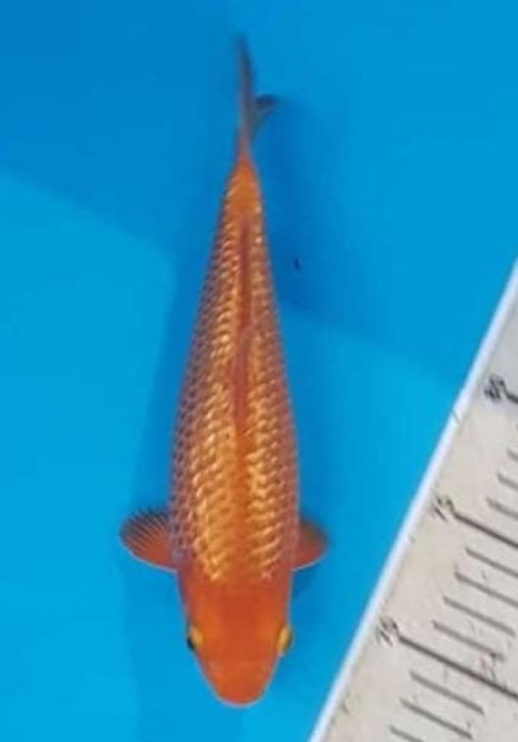 Juara 1
