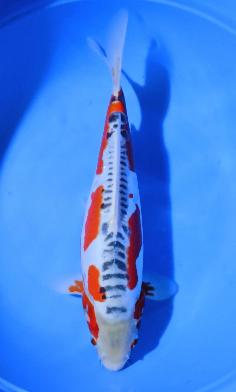 Juara 2