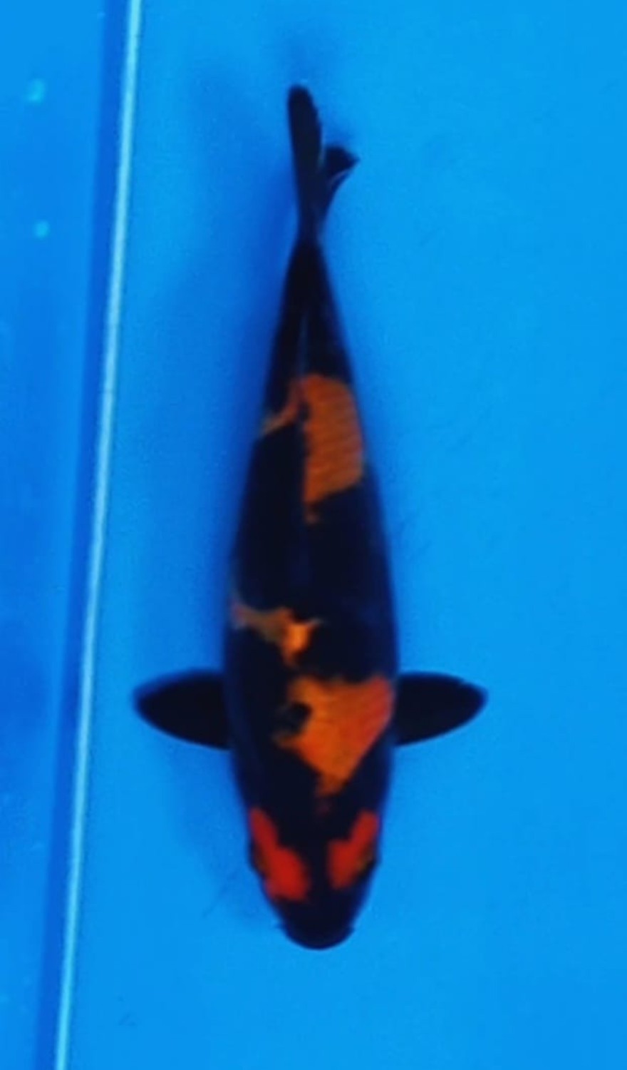 Juara 2